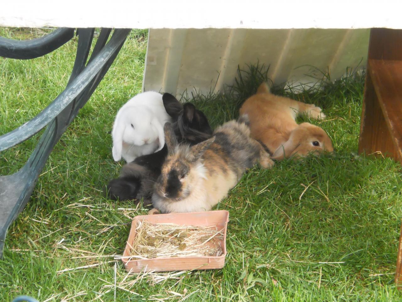 La sieste des lapins  (Flocon, Minie, Turlututu et Caline)